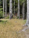 IMG_1868